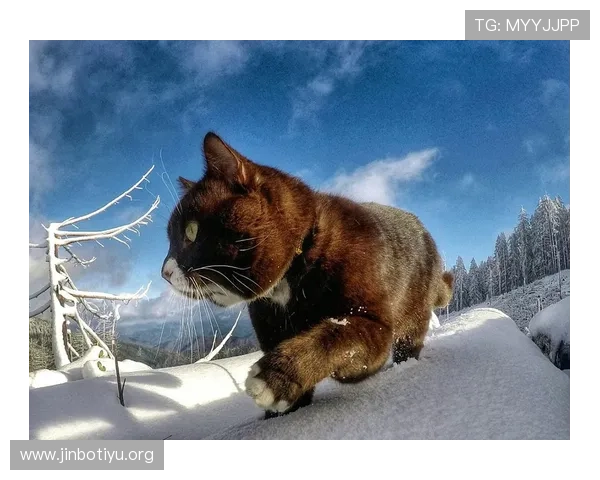 猫先生的奇幻冒险与日常生活趣事全记录